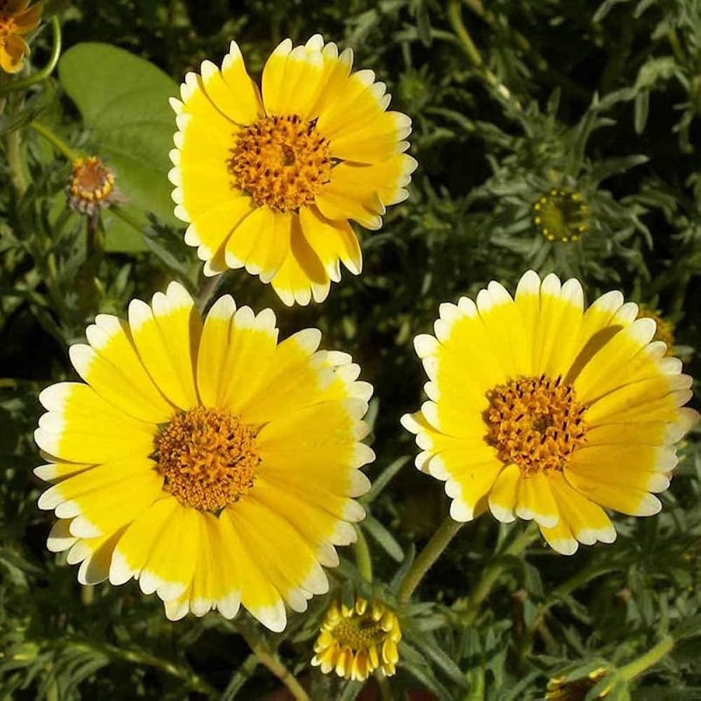 Tidy Tips Layia platyglossa for planting in flower bed