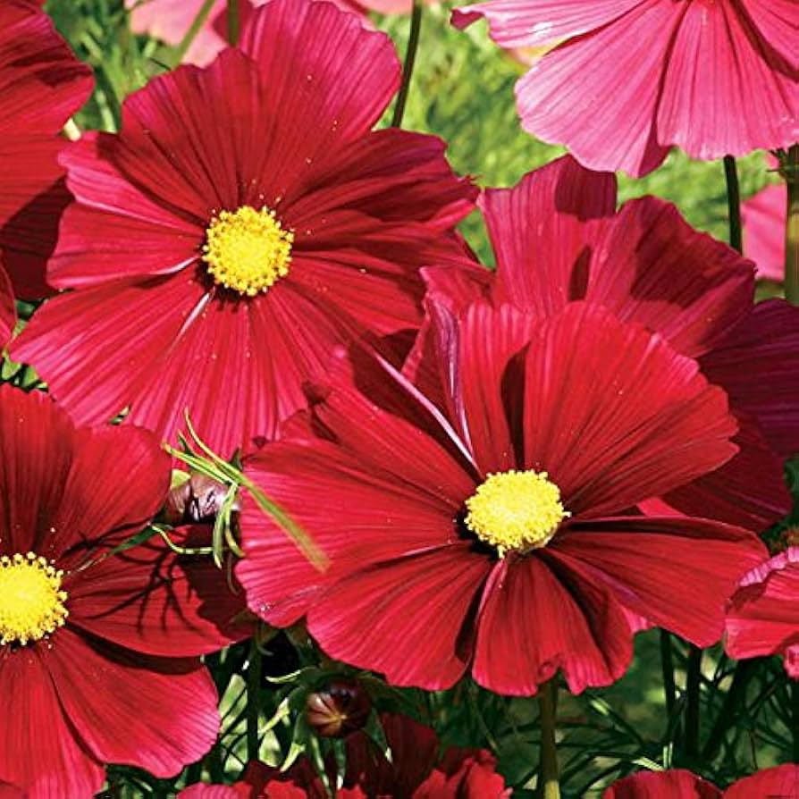 Cosmos Rubenza flowers for wildflower garden planting