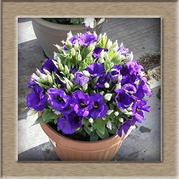 Violet Perennial Flower seeds for Planting - Perfect for Borders, Heirloom & GMO Free Seeds for Home Garden
 
 Sale for planting in home garden