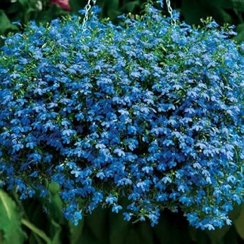 Blue Sapphire Flower seeds for Planting - Cut Flower Favorite, Heirloom & GMO Free Seeds for Home Garden
 
 Sale for planting in home garden.