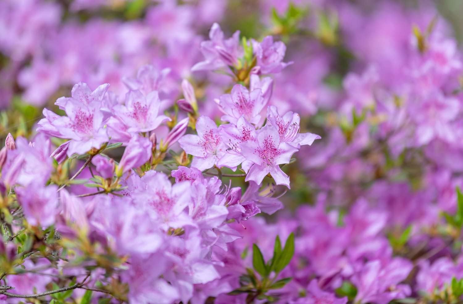 Violet Azalea Flower Seeds For Planting In Royal Gardens