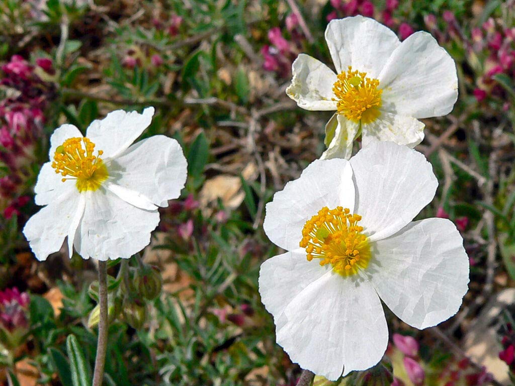 Helianthemum Helianthemum spp for planting in flower bed
