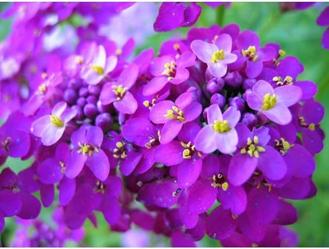 Globe Candytuft seeds for white flowers