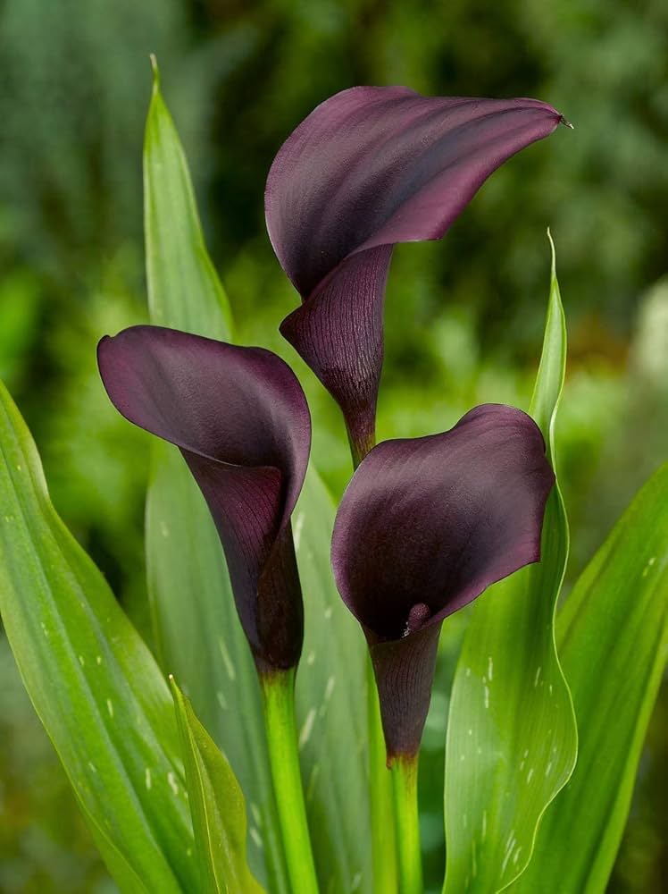 Calla Lily Zantedeschia for planting in flower bed