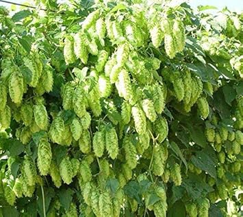 Green Humulus Lupulus Flower seeds for Planting - Seasonal Bloomer, Heirloom & GMO Free Seeds for Home Garden
 
 Sale for planting in home garden