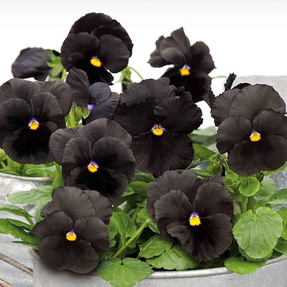 Black Pansy Halloween Flower Seeds for unique garden decoration