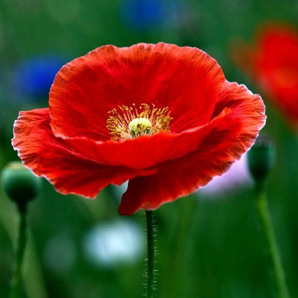 Poppy Papaver somniferum for planting in wildflower garden