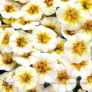 White Yellow Frostfire Flower seeds for Planting - Hardy Variety, Heirloom & GMO Free Seeds for Home Garden
 
 Sale for planting in home garden.