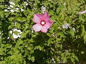 Pink Sharon Flower seeds for Planting - Colorful Display, Heirloom & GMO Free Seeds for Home Garden
 
 Sale for planting in home garden