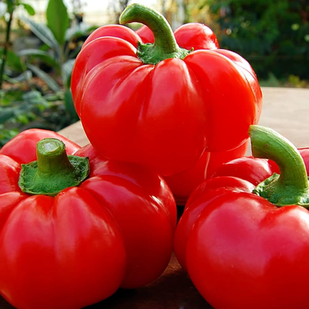 Poivron Topepo Rosso Pepper for planting in vegetable patch