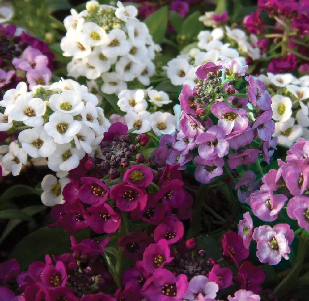 Alyssum Cup Series Mix flower seeds for spring planting