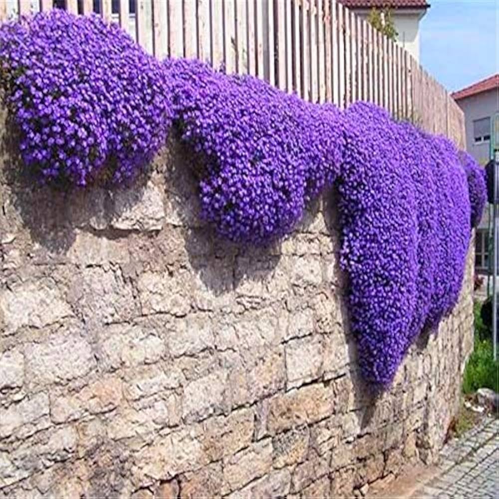 Rock Cress Planting Flower Blue Seeds For A Vibrant Garden Display