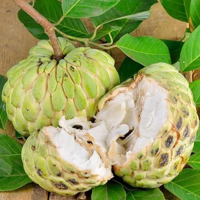 Annona Squamosa Seeds For Planting Sweet Fruit Treats