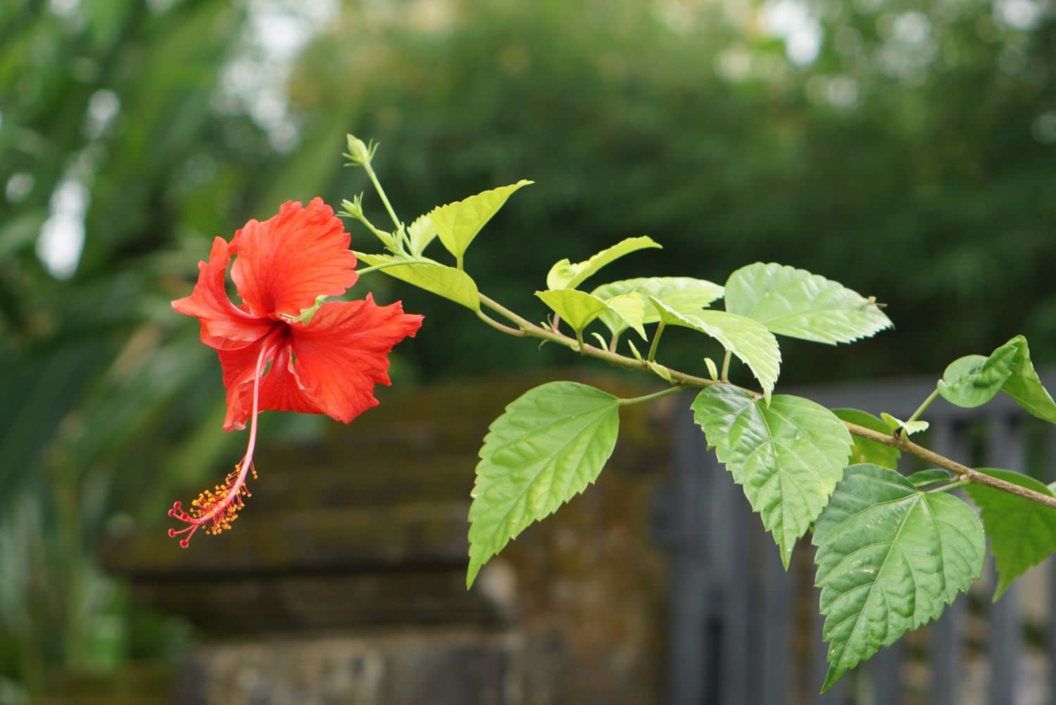 Mini Ballerina Hibiscus Hibiscus rosa-sinensis for planting in tropical garden