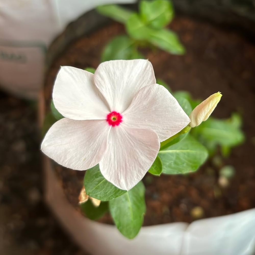 Periwinkle Flower seeds for Planting - Colorful Display, Heirloom & GMO Free Seeds for Home Garden
 
 Sale for planting in home garden.
