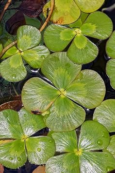 Pale Yellow Daffodil Flower Seeds for Planting Cottage Garden Essential Heirloom & GMO Free Seeds for Home Garden
 
 Sale for planting in home garden