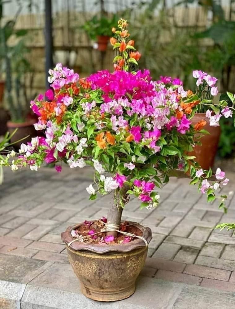 Bougainvillea Bougainvillea glabra for planting in warm flower wall