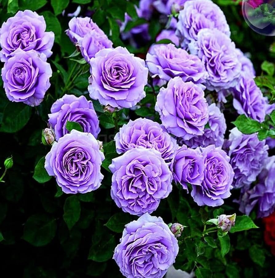 Lavender Climbing Rose Flower Seeds For Planting