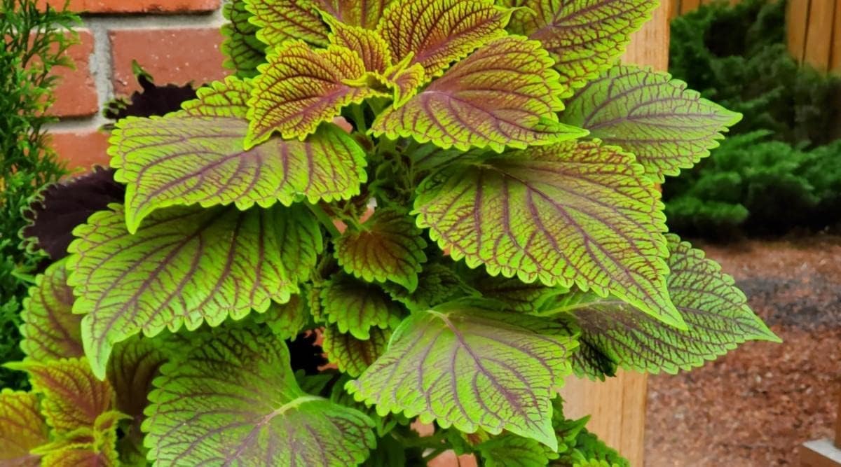 Green Brown Coleus Flower seeds for Planting - Cottage Garden Essential, Heirloom & GMO Free Seeds for Home Garden
 
 Sale seeds for planting in home garden