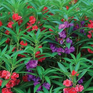 Mixed Balsam Flower Seeds For Planting