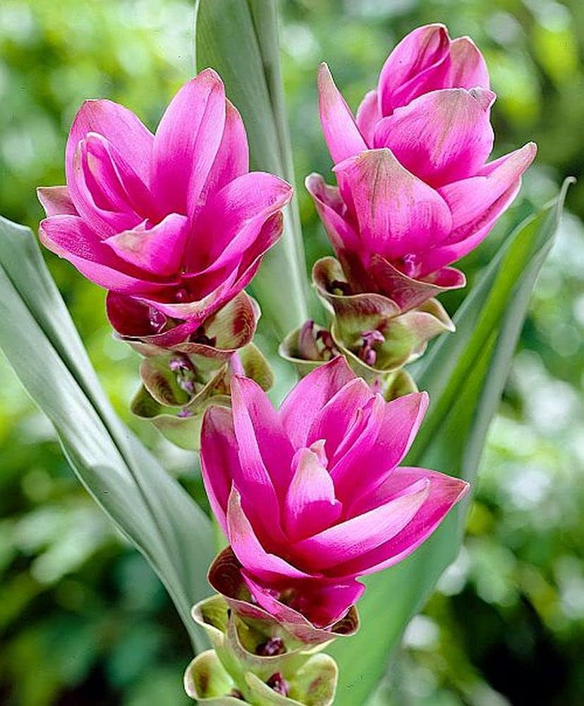 Rhizoma Curcuma Flower seeds for Planting - Wildflower Mix, Heirloom & GMO Free Seeds for Home Garden
 
 Sale seeds for planting in home garden