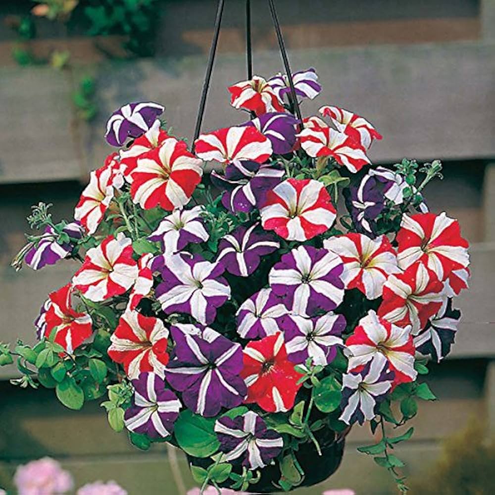 Petunia Star Orchid Ice flower seeds for elegant garden accents