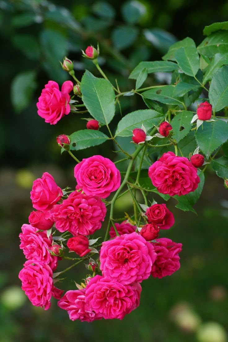 Deep Pink Climbing Rose Seeds For Planting Flower