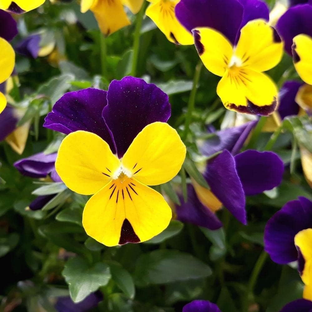 Violet Yellow Pansy Flower seeds for Planting - Bright Blooms, Heirloom & GMO Free Seeds for Home Garden
 
 Sale for planting in home garden.