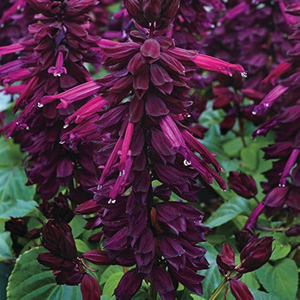 Salvia Salsa Lila Drought Tolerant Bi-Color Perennial Flower Seeds