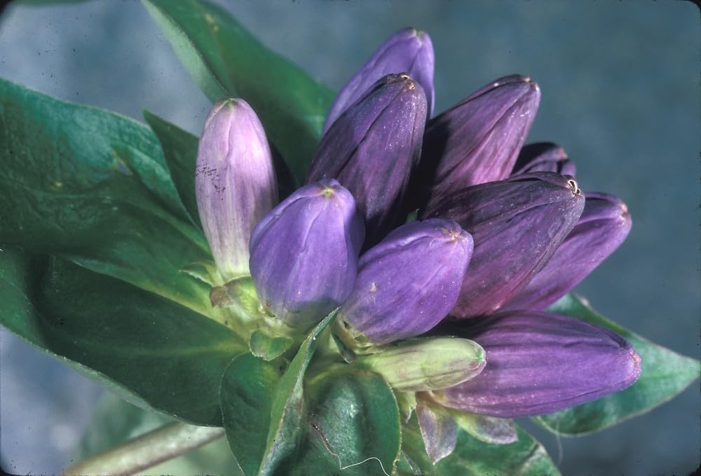 Gentiana Macrophylla Flower seeds for Planting - Premium Quality, Heirloom & GMO Free Seeds for Home Garden
 
 Sale for planting in home garden
