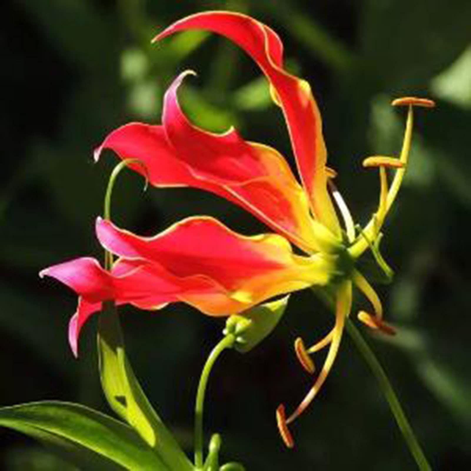 Garland Flame Lilium Lilium spp. Seeds for planting in flower bed