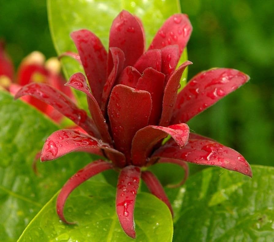 Calycanthus Floridus seeds for planting in flower bed