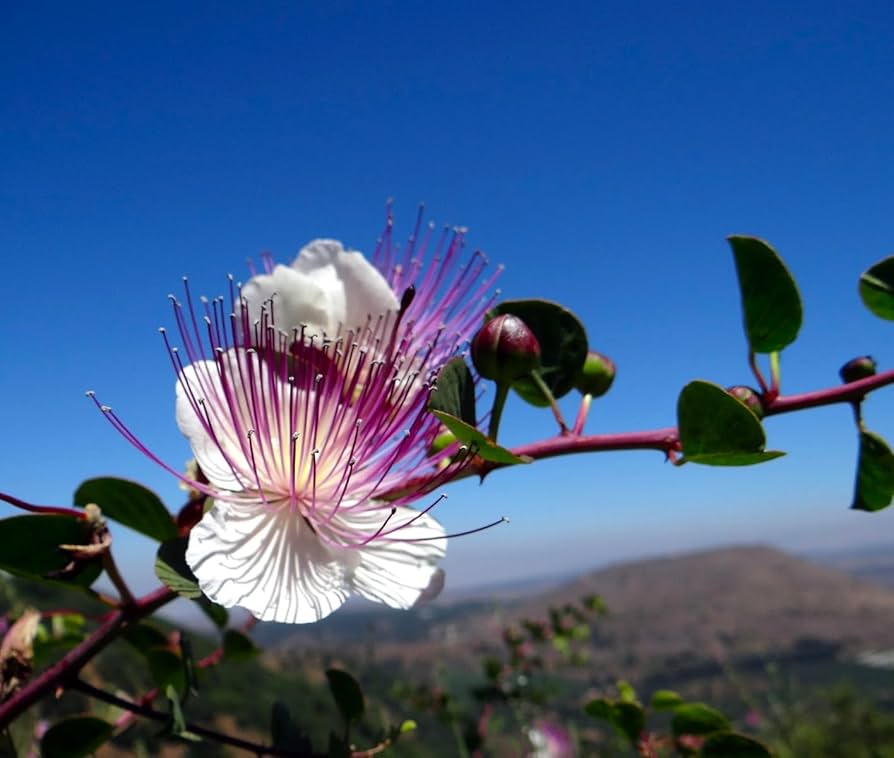 Capparis Spinosa Capparis spinosa for planting in Mediterranean garden