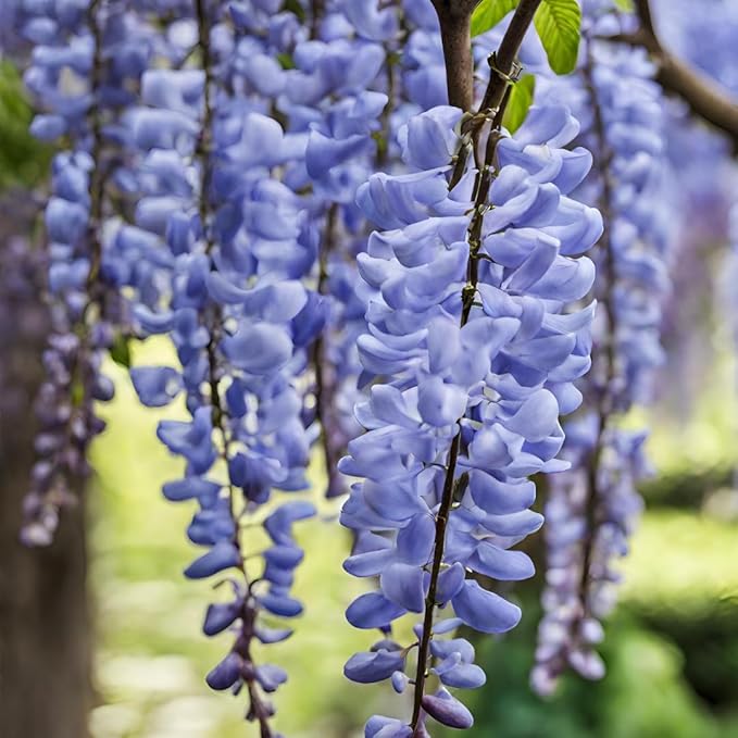 Wisteria (Wisteria Flower) seeds for planting in home garden