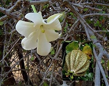White Volkensii Flower seeds for Planting - Cut Flower Favorite, Heirloom & GMO Free Seeds for Home Garden
 
 Sale for planting in home garden.