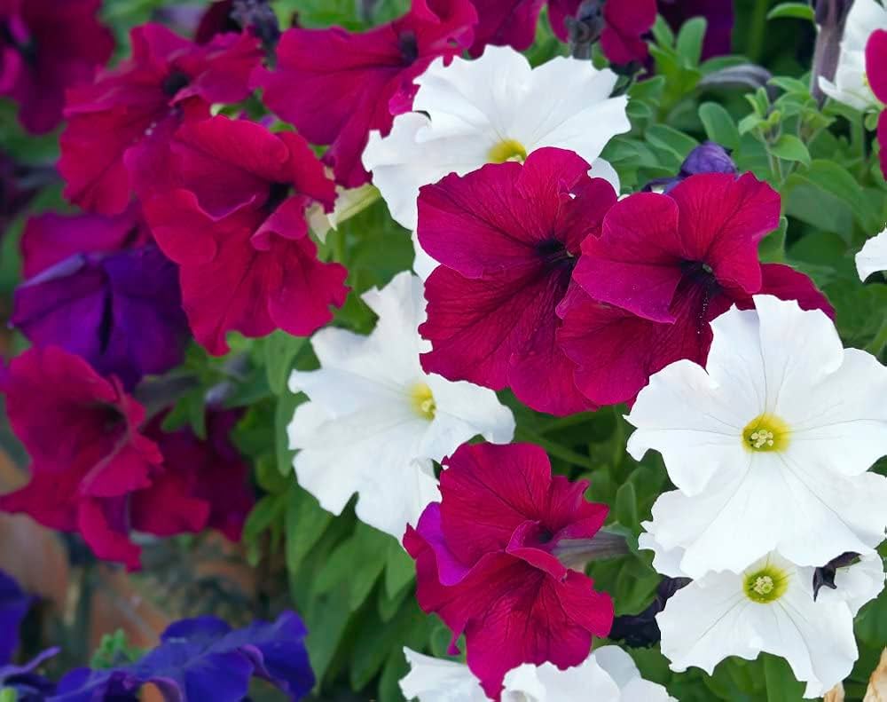 Prism Sundae Mix Petunia flower seeds for colorful displays
