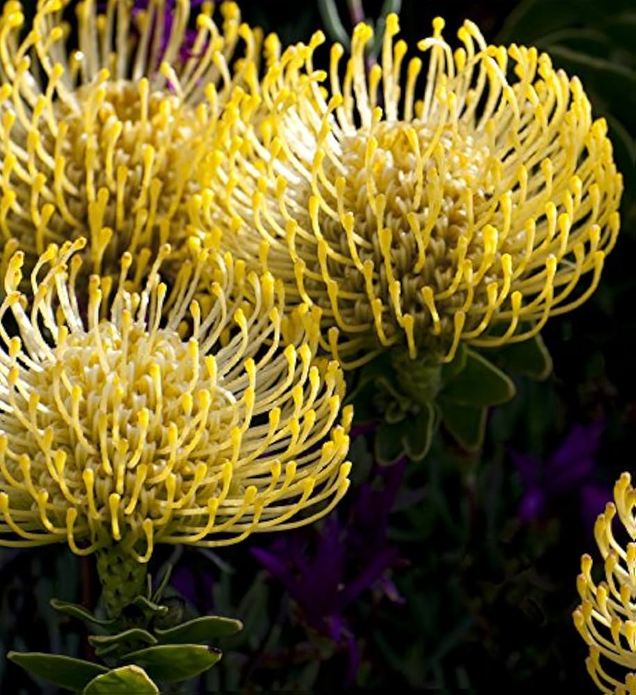 Leucospermum Cordifolium Protea for planting