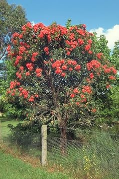 Ficifolia Flower seeds for Planting - Premium Quality, Heirloom & GMO Free Seeds for Home Garden
 
 Sale for planting in home garden