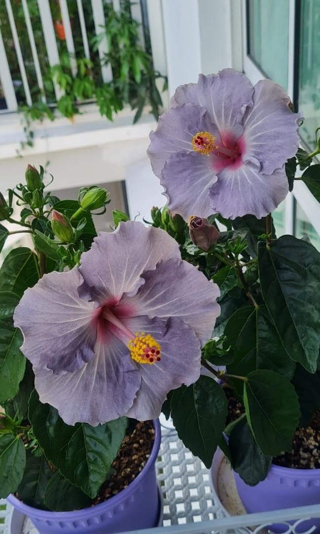 Dark Gray Hibiscus Flower Seeds For Easy Planting