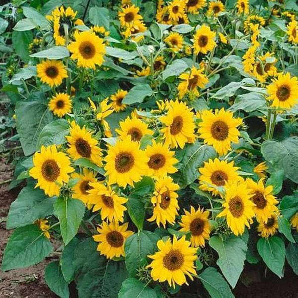 Miniature Sunflower Helianthus Annuus Seeds for planting in small garden
