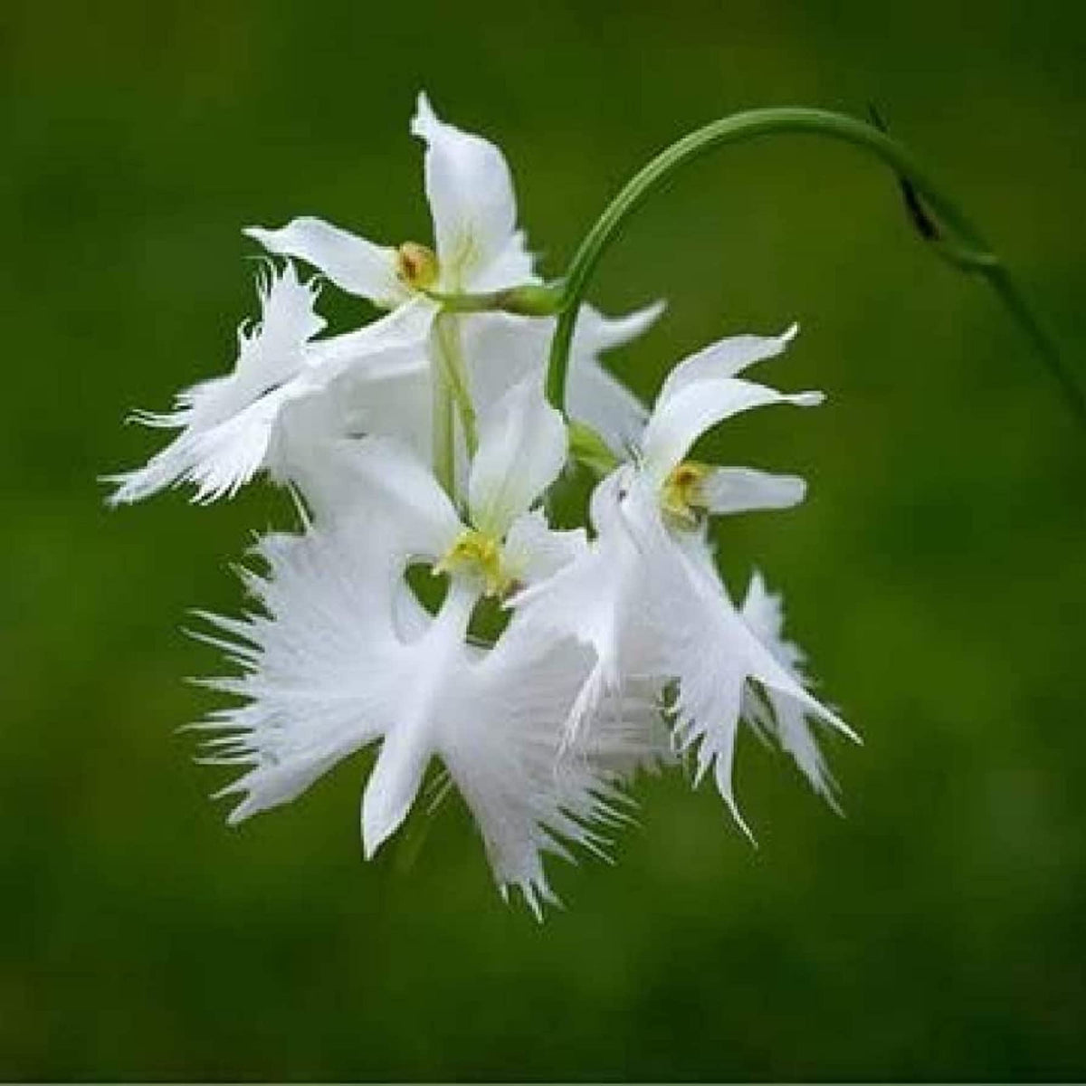 Egret Orchid Flower seeds for Planting - Garden Favorite, Heirloom & GMO Free Seeds for Home Garden
 
 Sale seeds for home garden