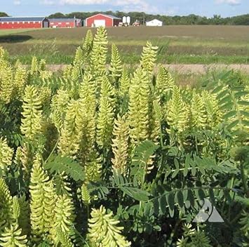 Light Green Astragalus Flower seeds for Planting - Colorful Display, Heirloom & GMO Free Seeds for Home Garden
 
 Sale for planting in home garden.
