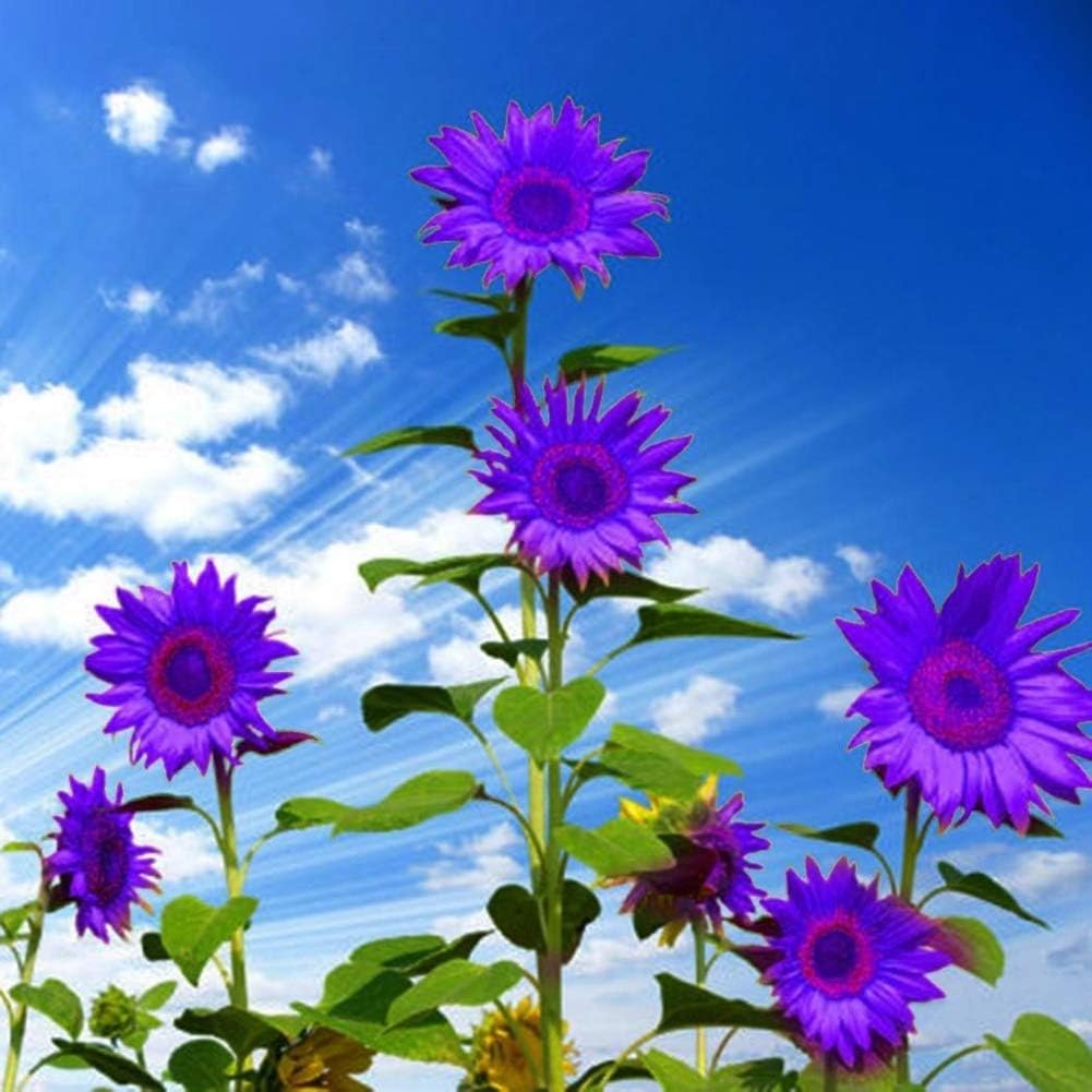 Sunflower Seeds To Plant Purple Ornamental Home Garden Yard Farm Office Decor Non-Gmo Best Selling