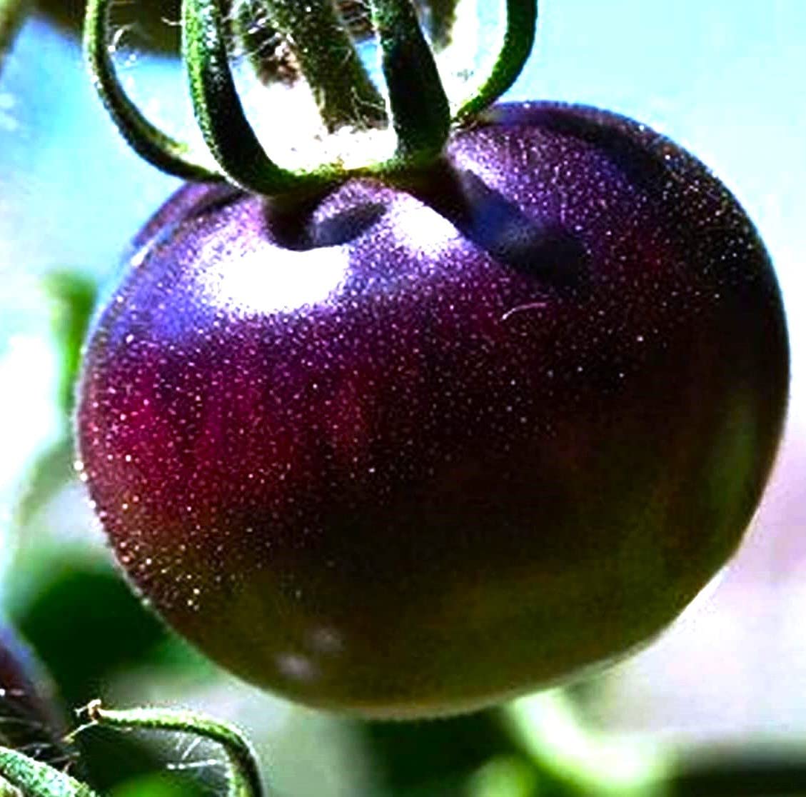 Purple Tomato Solanum lycopersicum for planting in raised bed