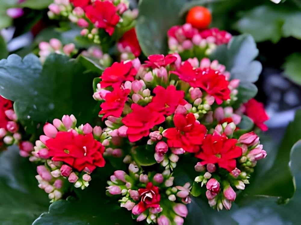 Kalanchoe Flower Seeds for colorful, low-maintenance garden plants