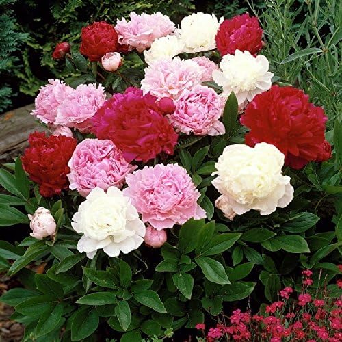 Precious White Peony Flower Seeds for Potted Bonsai and Garden Plants
