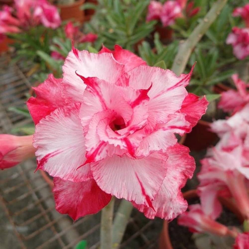 Desert Rose Adenium obesum Seeds for planting in urban garden