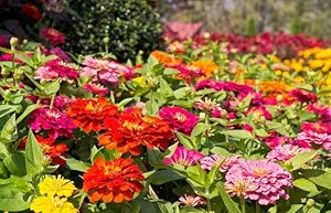 California Giant Zinnia seeds for giant colorful blooms