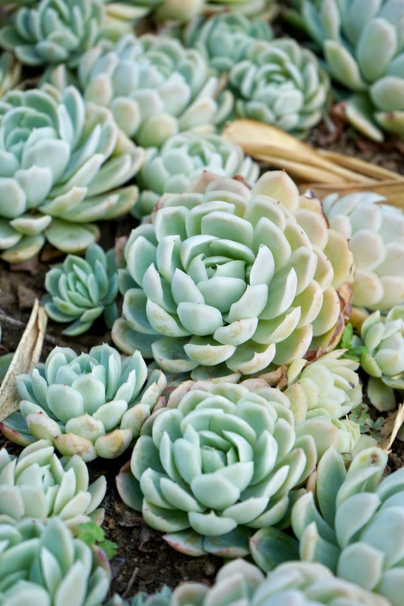 Heirloom Echeveria Flower seeds for Planting Compact Growth Heirloom & GMO Free Seeds for Home Garden 
 
 Sale for planting in home garden