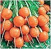 Round Carrot seeds for crisp carrots